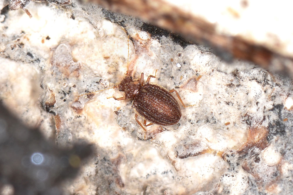 Dasycerus sulcatus (Staphylinidae)